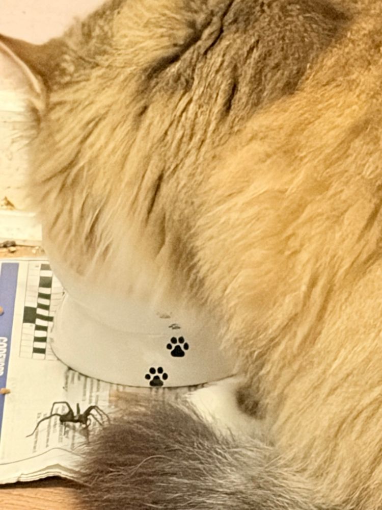 A large black spider hoping that the brown fluffy cat next to him doesn’t see him. 