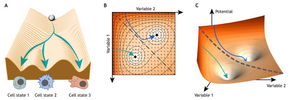 Adapted from Fig. 1 from Kadiyala et al 2025. 