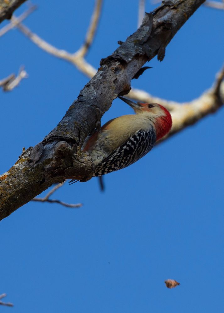 A red-bellied woodpecker grabbing onto a tree branch. This bird has a red-orange back and top of the head with a white patch below and behind the eye. The top surface of the wings are a black and white striped. A falling leaf is present below the bird, in mid-air.