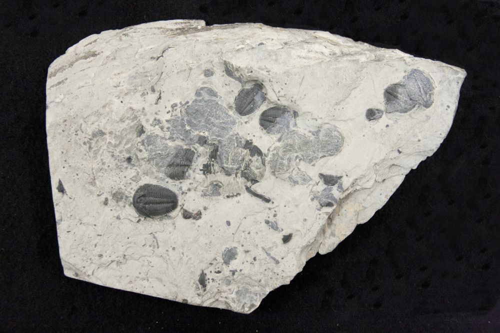 This fossil is an example of what is called a "mortality plate" as it contains the remains of several animals that all died around the same time. Trilobites were some of the first animals to evolve an exoskeleton, and as a result fossilize very well compared to other Cambrian creatures.