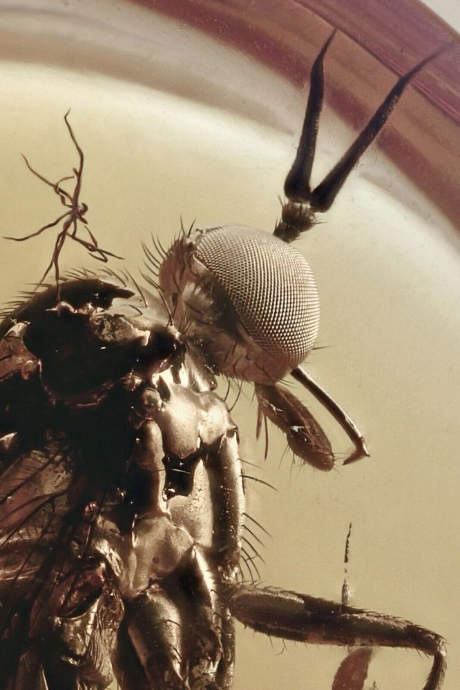 A dagger fly trapped in Baltic amber. We hope to raise money for a museum microscope so kids can examine insect specimens like this one!
