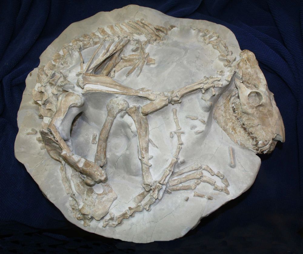 Oreodonts are extinct mammals that looked similar to pigs and sheep, but were more closely related to camels. They are the most commonly found fossil in the White River Badlands in South Dakota, and this exceptional specimen from our collection shows an oreodont curled up inside its burrow.