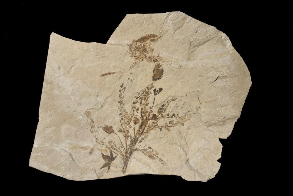 Abundant Eocene fossils of plants and animals are found in the Green River Formation of Wyoming, Colorado and Utah. This fossil Pseudosalix Hanleyi, with stems, leaves and flowers preserved, is harder to find than a T-rex tooth!