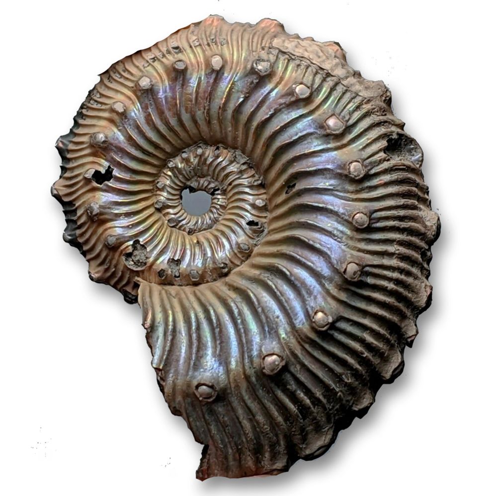 Ammonites were abundant in the seas during the Jurassic Period. Ammonites are shelled cephalopods, a class of marine animals that include octopuses, squid, cuttlefishes and nautiluses. Ammonites have retractable tentacles for catching small prey, although some species filter-fed for small plankton.