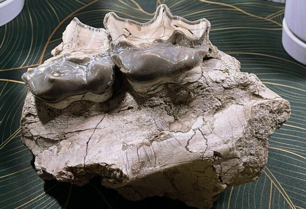 During the Eocene Epoch, 25 million years ago, parts of North America as far north as Oregon were covered with a sub-tropical forest that was nearly identical to the one found in Central America today. These large Brontotherium teeth only hint at the majestic size of a well preserved, adult skull. 