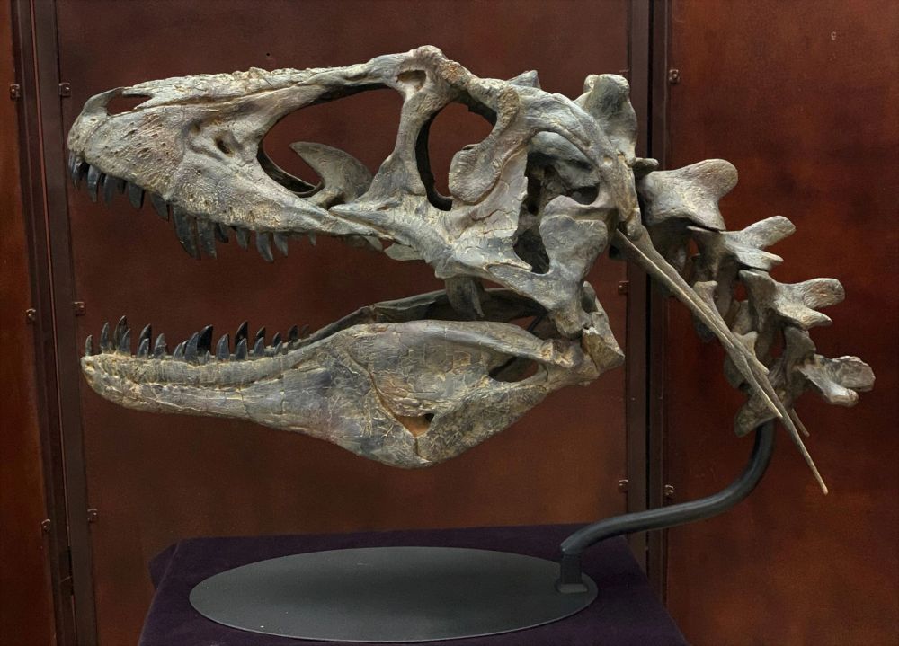 Lythronax translates to "gore king" and was a tyrannosaur that lived during the Late Cretaceous in Utah.