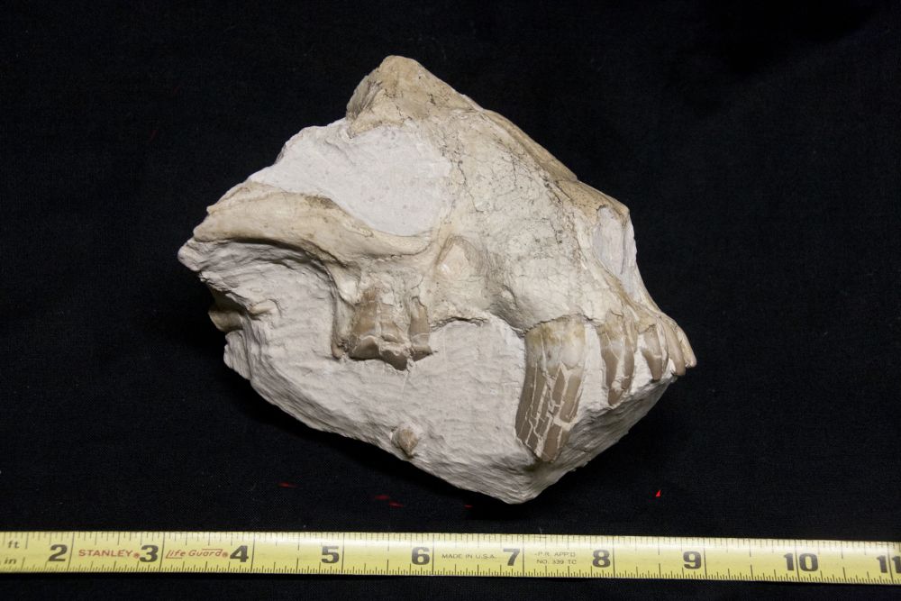 Searching for fossils in the Badlands is an unforgettable adventure. There is not a house, telephone pole, or any sign of modern civilization, conditions are hot, and without amenities. Most of the fossils from this region are from the Eocene, like this hoplophoneus (a saber cat) skull fragment.