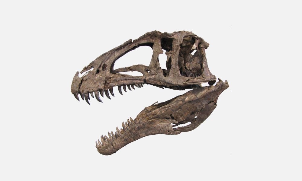 Acrocanthosaurus was the top predator of the early Cretaceous. This theropod dinosaur weighed 15,000 pounds, measured 38 feet tall, had a 51 inch long skull, and a running speed of 20 mph. Prickly spines ran along the top of its back forming a ridge that gave an armored appearance.