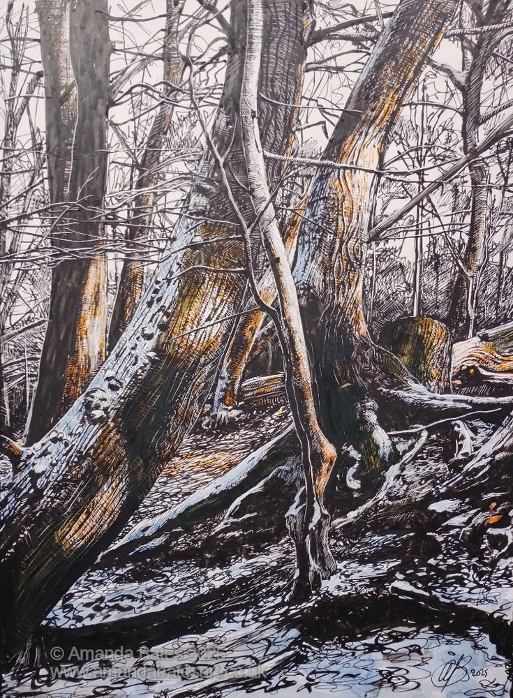 Drawing of trees on a slope, exposed roots,  curved trunks. There's a light dusting of snow on the ground and on the trees. It's late afternoon and the sun is low. Drawing is mainly black ink with yellow and blue ink at key points.