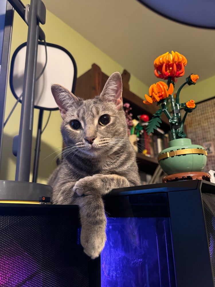 A small grey striped cat resting on a black computer case, which has a blue and purple glow coming from inside. One of the cat’s paws is dangling over the edge of her perch and one paw is crossed over the dangling one. There is a Lego model of an orange flower in a green and gold vase to the right of the cat and a grey webcam stand to the left. There is a wooden shelf full of books and more Lego flowers in front of a pale green wall in the background. There is an un-lit key light behind the cat to the left and above.