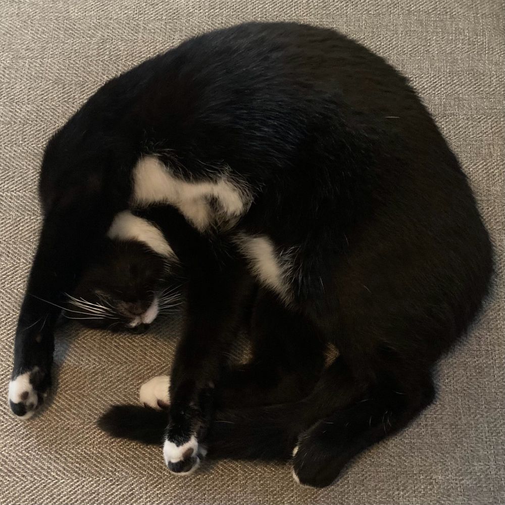 Rome, a black and white tuxedo cat in a silly curled up position with his paws outstretched and his belly exposed.