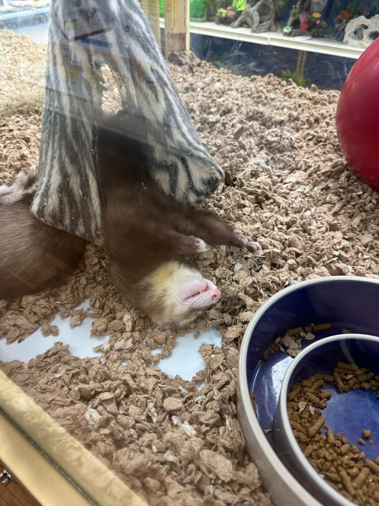 A ferret in a pet store enclosure, laying upside-down in a striped hammock with the top half of its body hanging out and touching the ground near a partially filled food bowl. Another ferret is asleep curled up on loose bedding partially underneath the hammock.