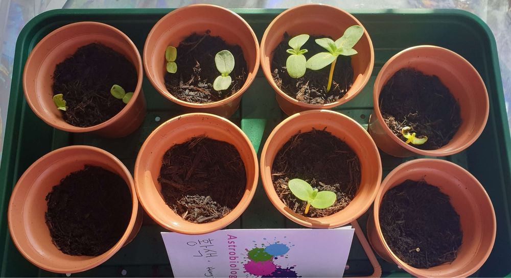 8 small nursery plat pots arranged inside a nursery plant tray, the lid off. The top row of 4 pots each have sprouts: left to right, 2 tiny sprouts, 2 mid sprouts, 2 large sprouts, 1 tiny sprout. In the bottom row, only 1 pot has a mid size sprout. 