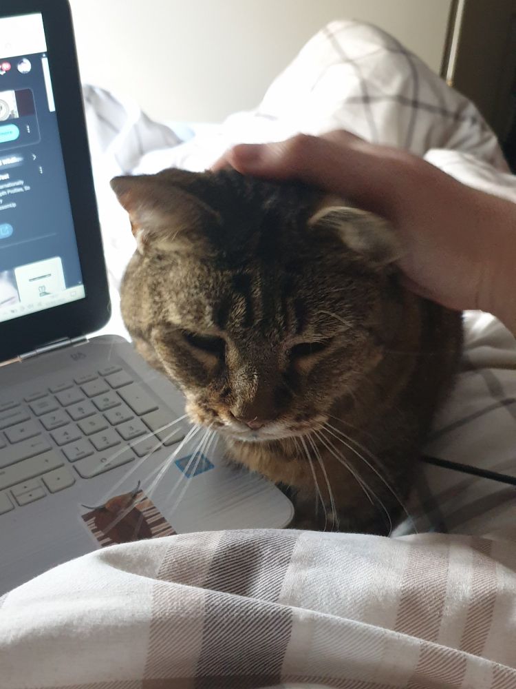 Twisp, an old herringbone tabby, has come close enough for m to pet her, though the laptop on my lap is a little bit in her way.
