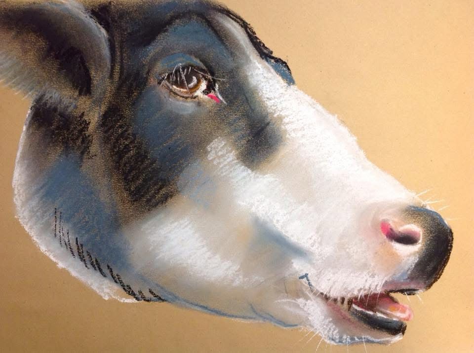 Pastellportrait einer Kuh im Profil, schwarz-weiß gefleckt, rosa Nasenlöcher, rosa schimmernde Zuge im leicht geöffneten Maul, der Blick ist unter langen Wimpern hervor aus dem Bild gerichtet.