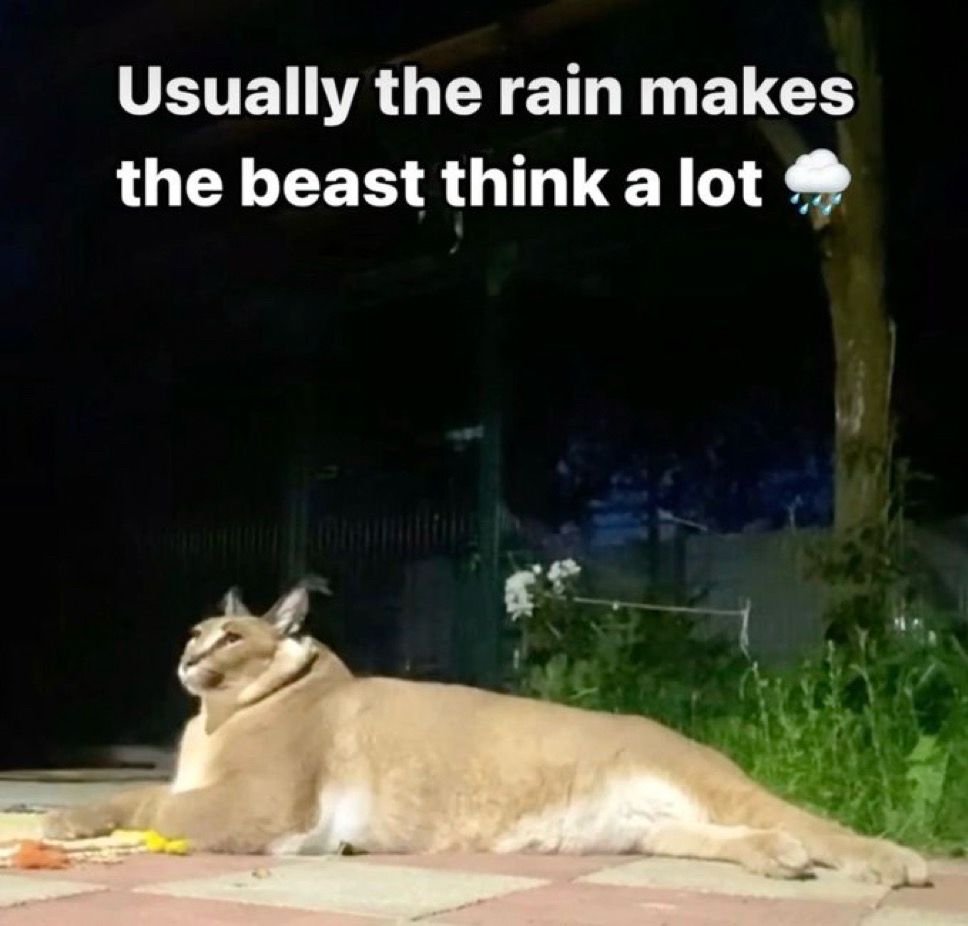 a huge cat creature i forgot the name of lying down. there is text at the top that reads: “usually the rain makes the beast think a lot” followed by a rain cloud emoji