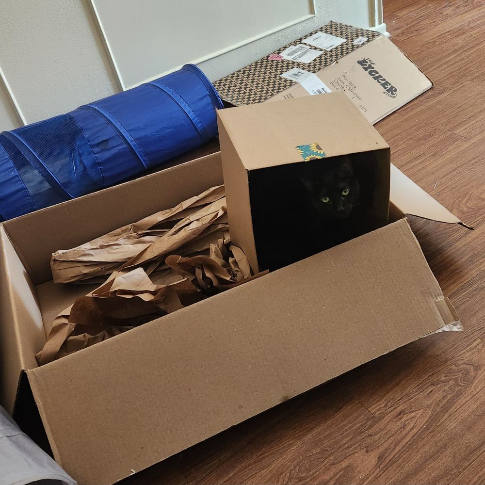 A black cat sits in one of an assemblage of several boxes, invisible in its dark interior except for her beautiful green eyes. 