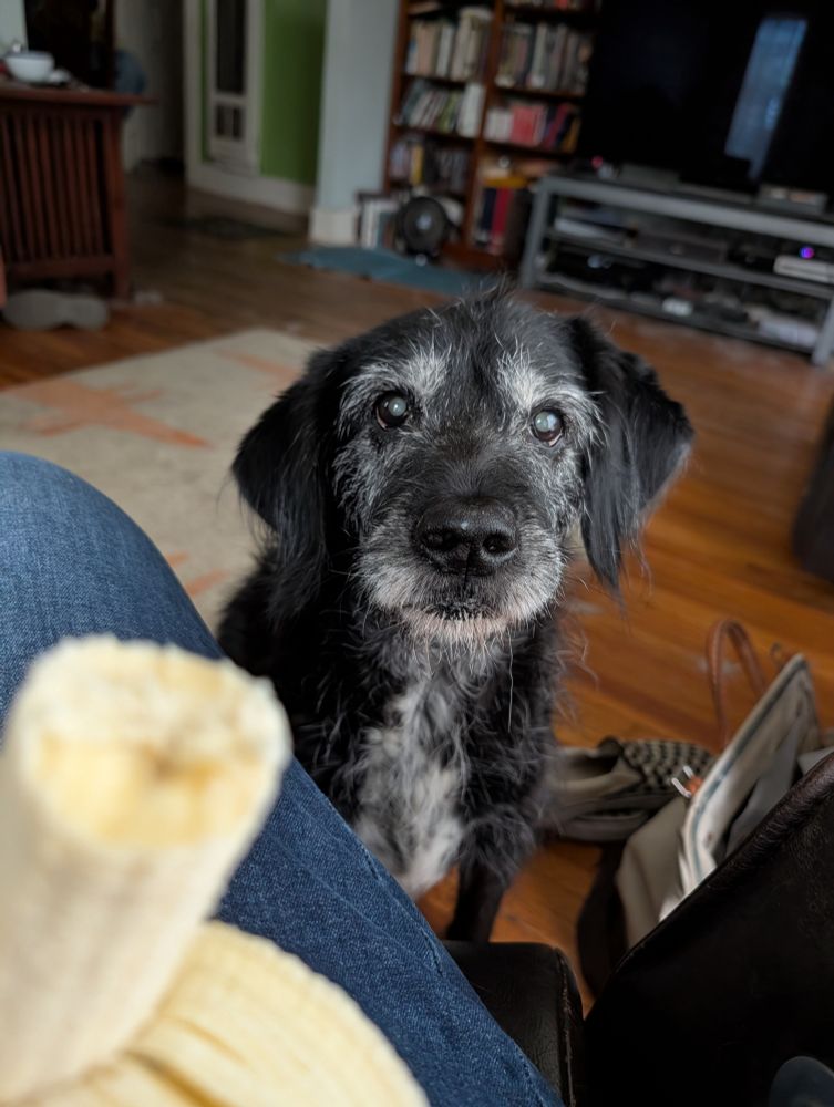 A grizzled terrier mutt yearns for a banana