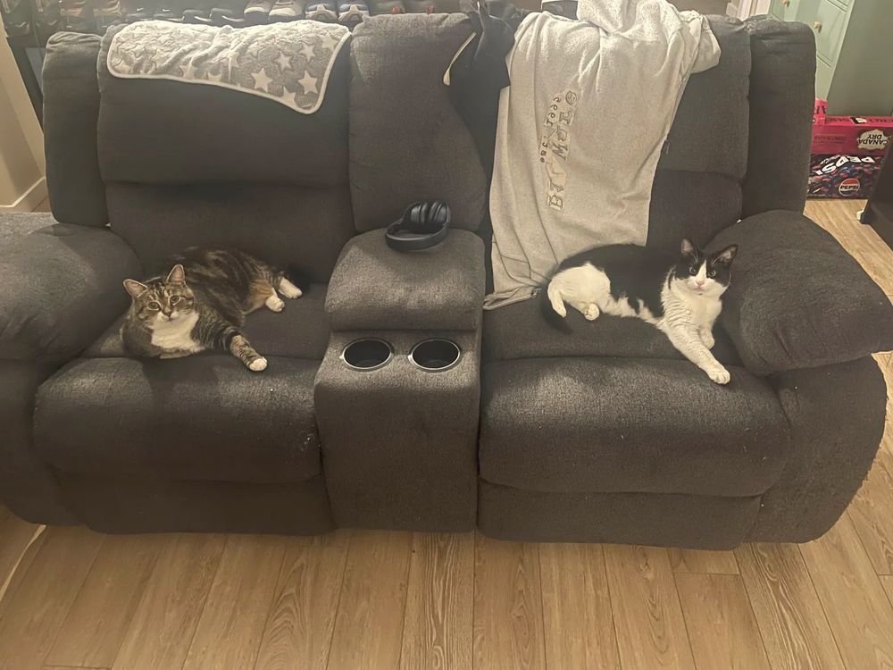 Nala, a domestic short hair, on the left of a loveseat facing the camera. Sassy, a tuxedo cat, sitting on the right side of the same love seat.

Both are sitting, facing the camera, in a mirrored pose with the inside front paw stretched out.

Both stupendously cute.