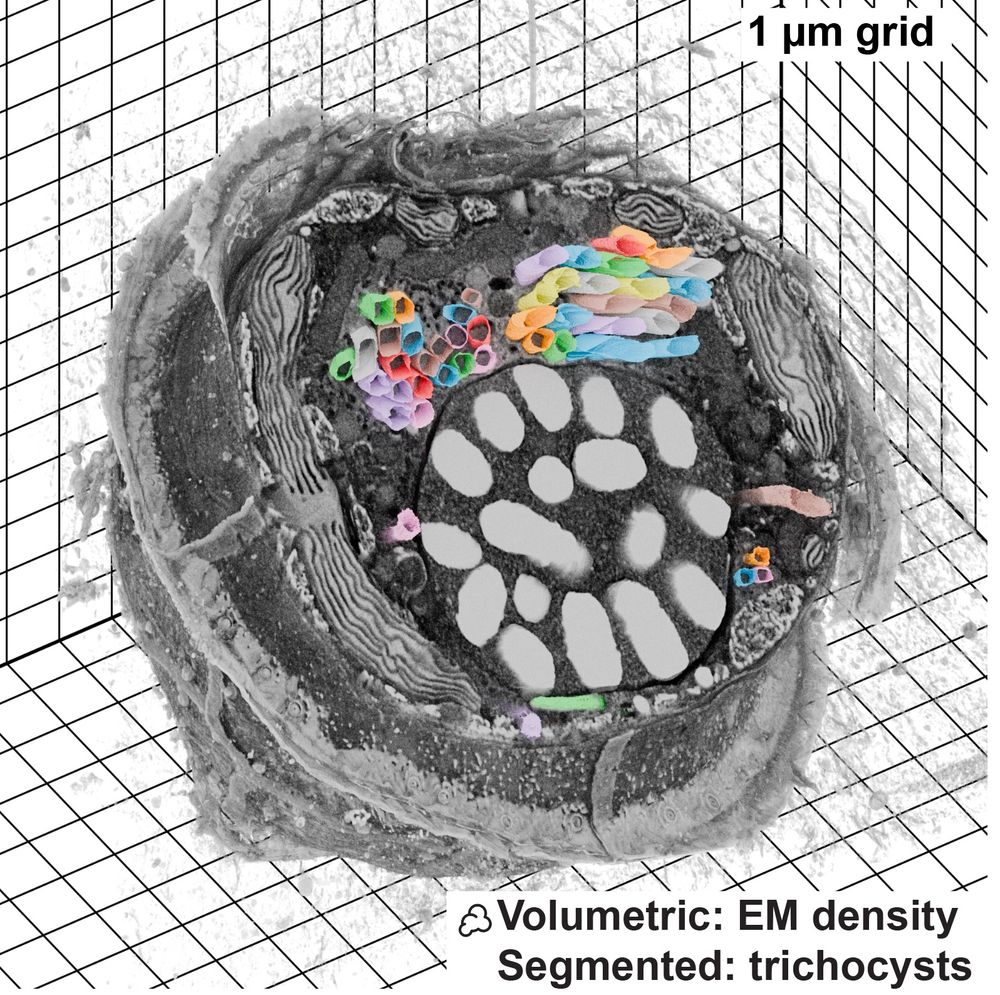 FIB-SEM dataset visualized with Microscopy Nodes, data from Mocaer et al 2023