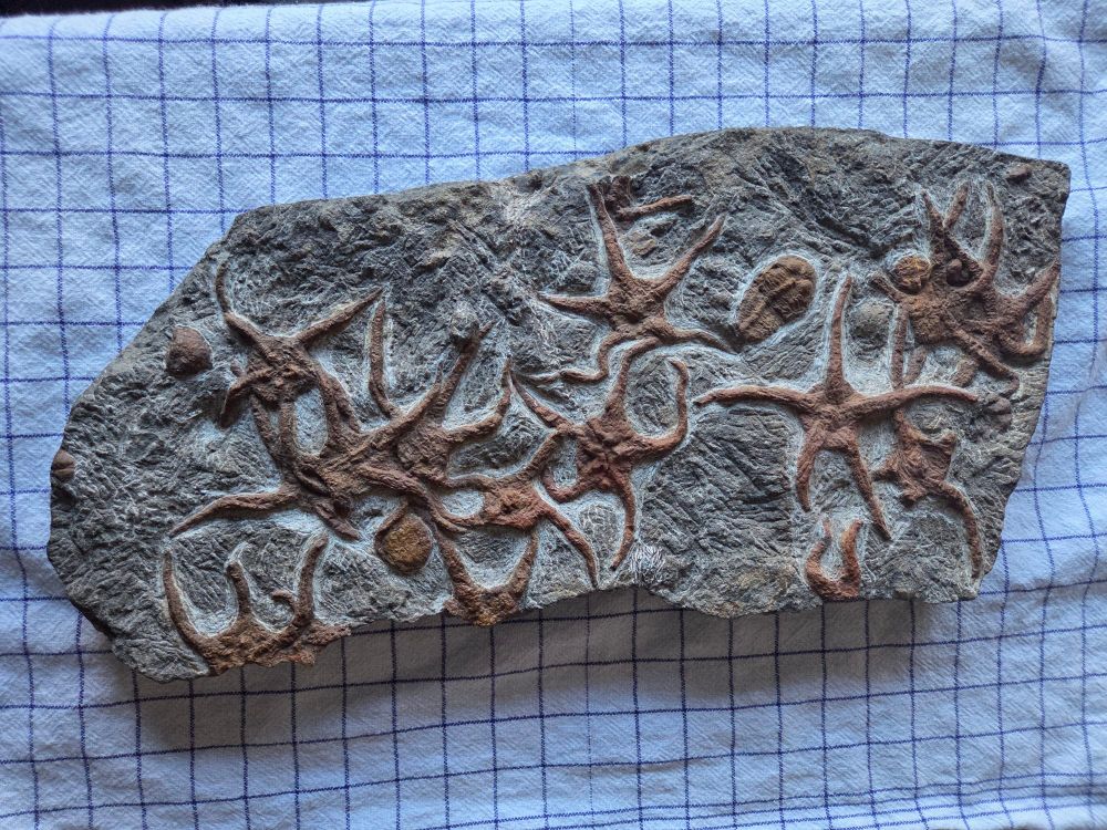 Fossil in rock