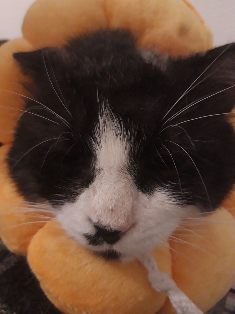 La grosse tête de mon chat Clairon