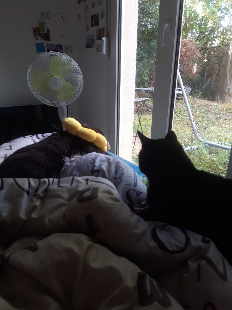 Mes deux chats dans mon lit qui me tiennent compagnie