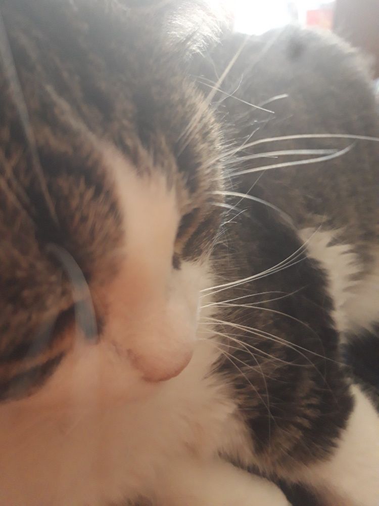 Photo de petite minette marron et blanc qui s'est couchée sur mes cuisses