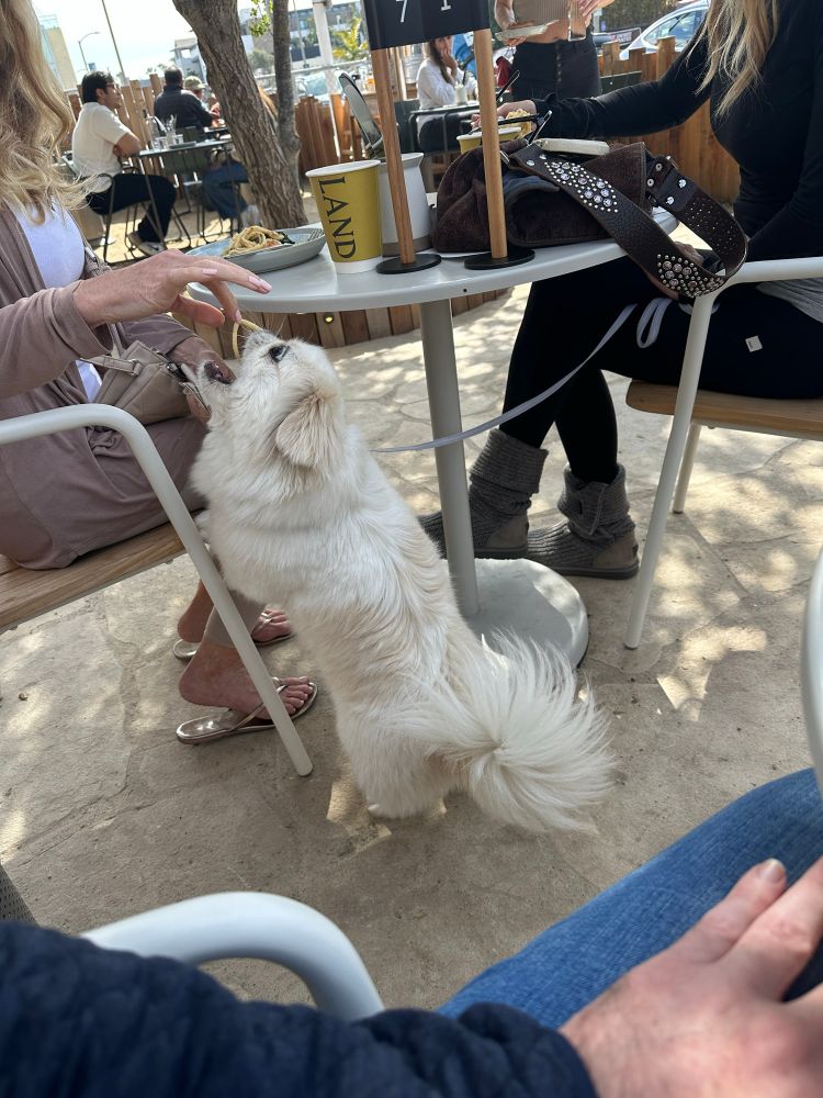 a blonde lady feeds a small fluffy white dog some pasta from her plate