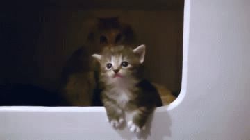 extremely dramatic kitten faints dramatically, twice