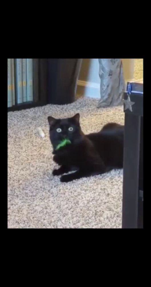 a black cat is laying on a carpet playing with a green toy