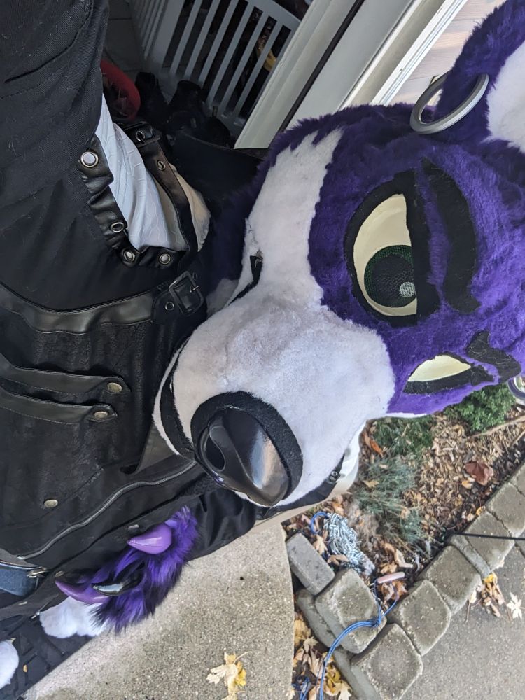 A big purple wolf fursuit with a black goth-y jacket on. He's looking up into the camera. Said camera is being held high up and angled down, to capture the outfit.