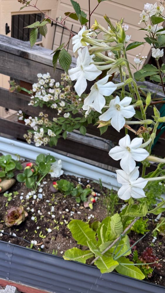 Tobacco jasmine flowers in foreground of a garden bed with strawberries and blackberry flowers 