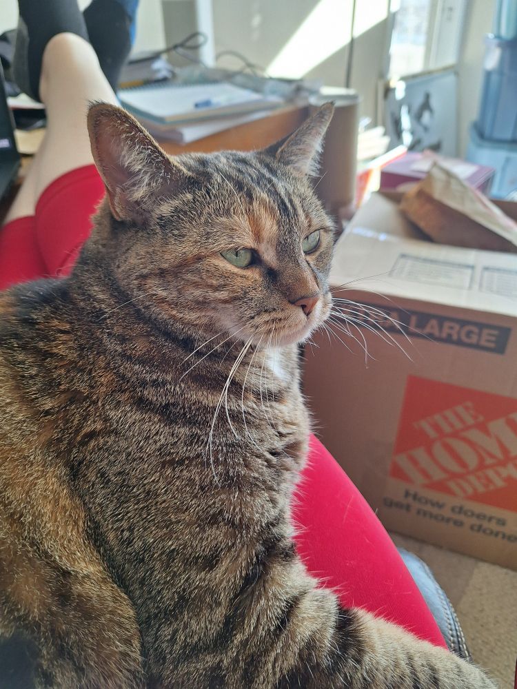 Dancer, a tabby tortie cat, sits on her human's lap and looks like she's bored