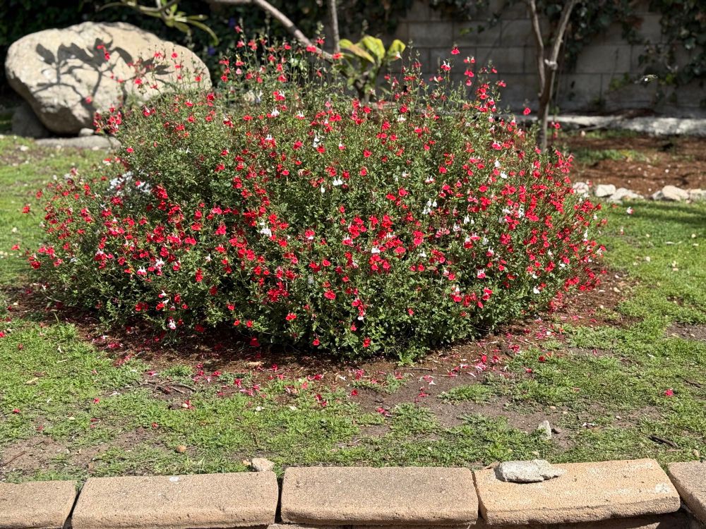 Photo of large salvia covered In pink and white flowers.