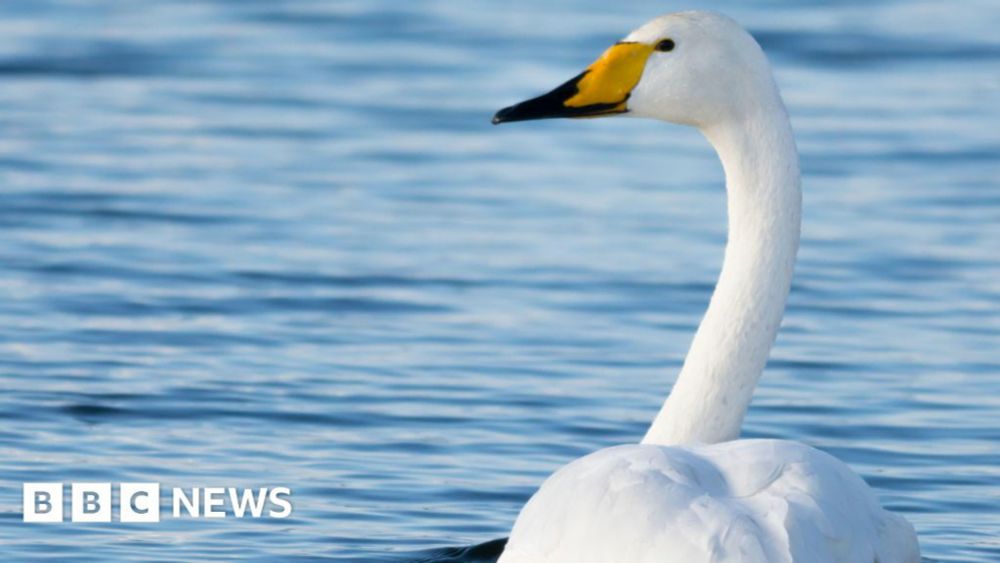 Animal cruelty investigation after swans die in Llanelli