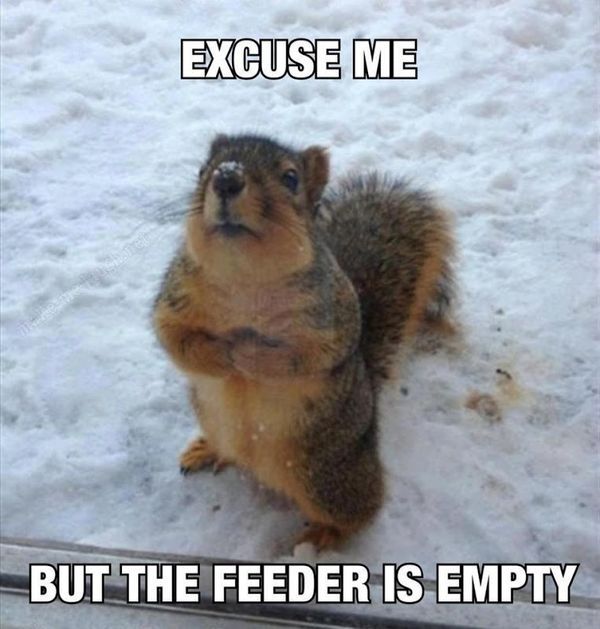 A squirrel looking expectantly up from a snowy plain with the text "Excuse me, but the feeder is empty"