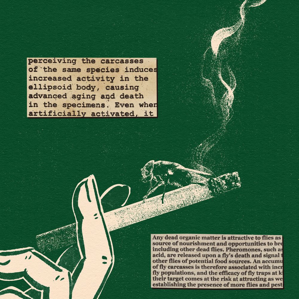 a collage of a fly, sitting on top of a lit cigarette. a drawn hand holds this cigarette between its fingers. two passages of text are displayed. one reads: "perceiving the carcasses of the same species induces increased activity in the ellipsoid body, causing advanced aging and death in the specimens. Even when artificially activated, it" (passage cut off). the second passage reads: "Any dead organic matter is attractive to flies as a source of nourishment and opportunities to breed, including other dead flies. Pheromones, such as (cut off) acid, are released upon a fly's death and signal to other flies of potential food sources. An accumulation of fly carcasses is therefore associated with increased fly populations, and the efficacy of fly traps at k(cut off) their target comes at the risk of attracting as (cut off) establishing the presence of more flies and pests."
