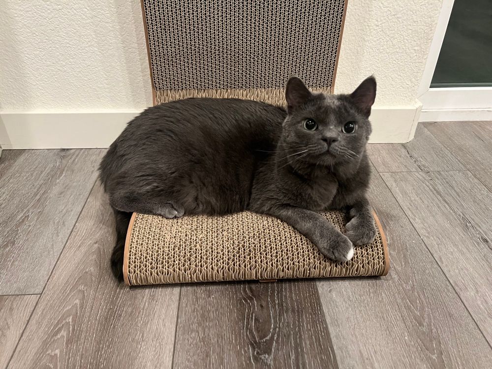 A grown, one year-old grey cat sits on a cardboard scratching board. He is also really stinkin’ cute.