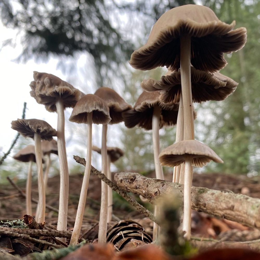 a photo of ten slim, slender, light brown mushrooms growing out of the pacific northwest soil and wood chips