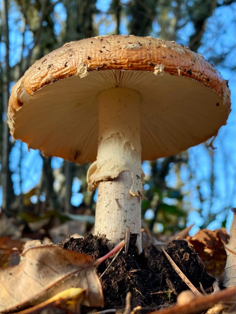 a photo of a white and brown mushroom, taken from underneath with gills visible. there is various debris and decomposing plant matter nearby and a bright blue sky in the background
