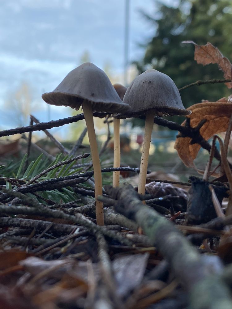 a photo of three mushrooms, with one partially hidden behind the other two. 