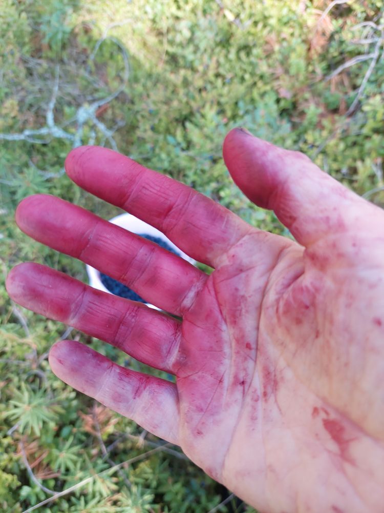 Mustikoista värjäytynyt oikea kämmen.