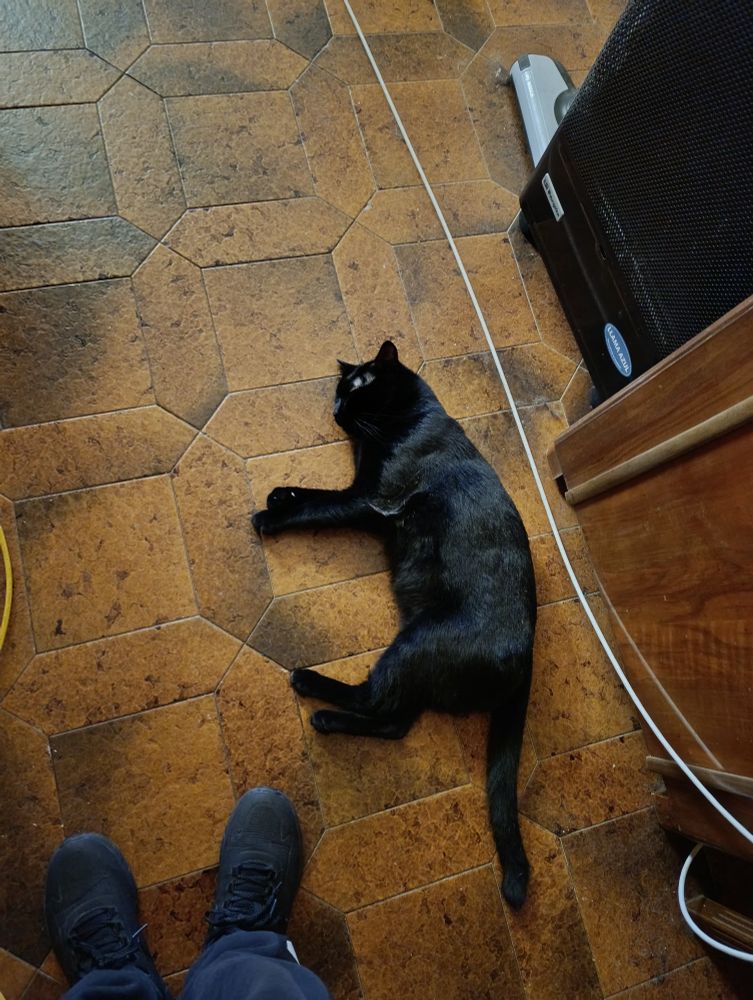 El Nico ocupando el suelo tumbado.