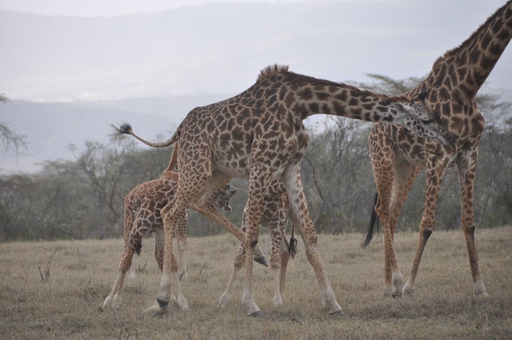 Masai giraffe rejects a nursing attempt by a non-filial calf.