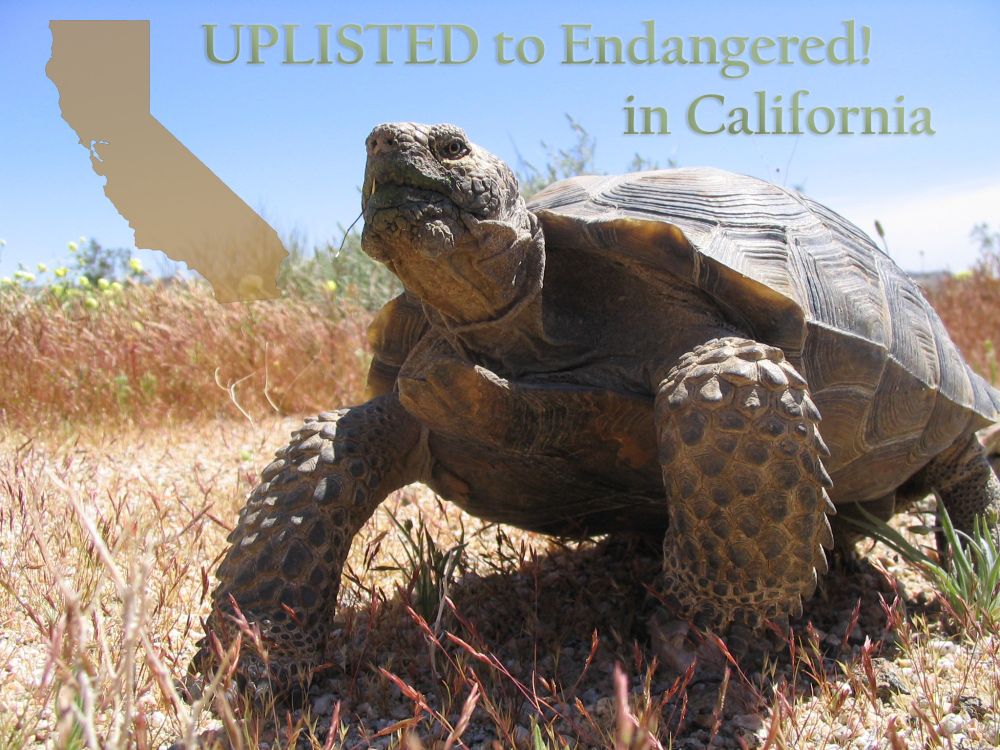 The file and print rulemaking to list Mojave Desert Tortoise as Endangered in California has been approved. As of July 15, 2025 the Mojave Desert Tortoise is officially listed as an Endangered Species in the state of California. You can find documents related to the listing and rulemaking on the Commission’s CESA page under “finalized petitions” and the 2025 regulations page. (links below)

https://fgc.ca.gov/CESA#1089124-mojave-aka-agassizs-desert-tortoise-2025

https://fgc.ca.gov/Regulations/2025-New-and-Proposed#MDT

Photo: Andrew Walde

#Mojave #desert #tortoise #California #endangered