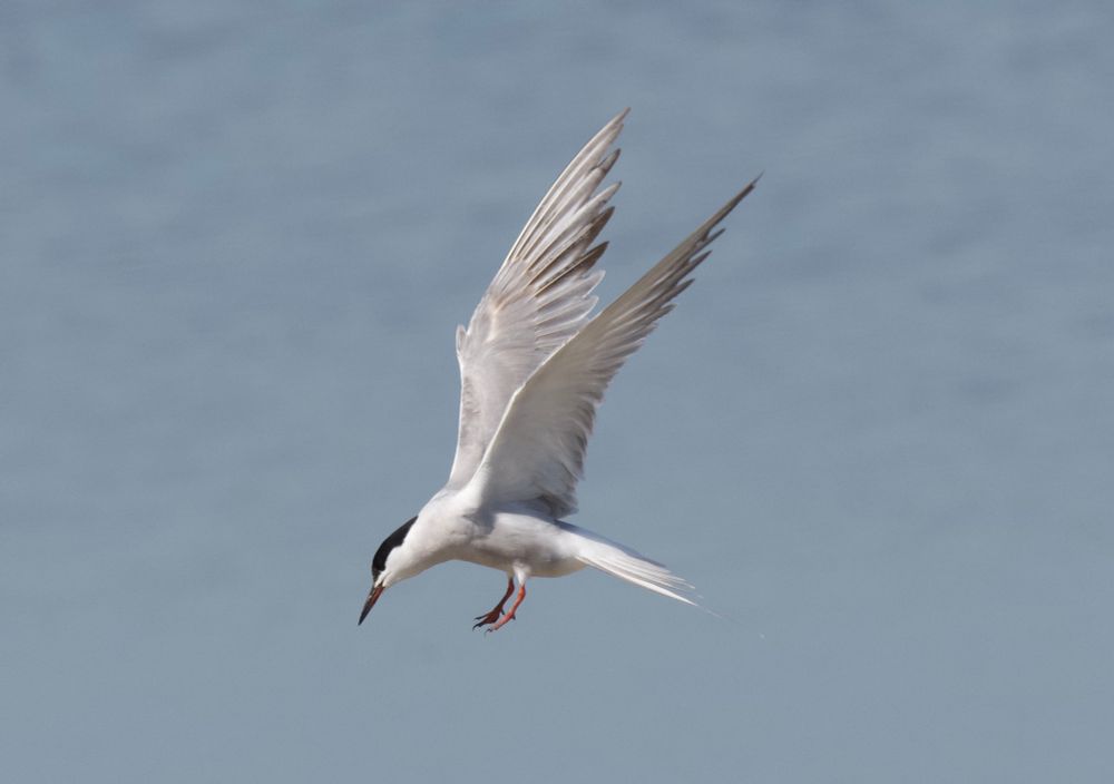 Common Tern