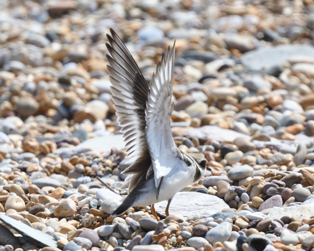 Ringed Plover