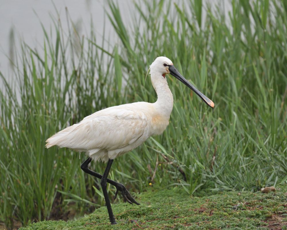 Adult Spoonbill. Juvenile present with it
