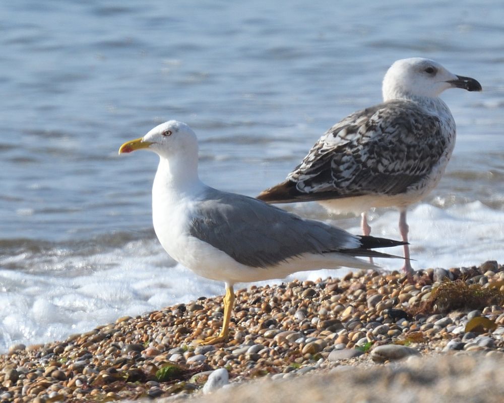 Yellow-legged Gull